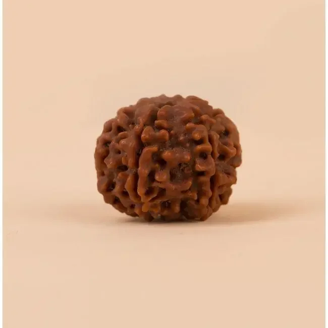 Authentic Isha Shanmukhi (six faced) Rudraksha Bead. Consecrated single bead for children below 14 years of age.