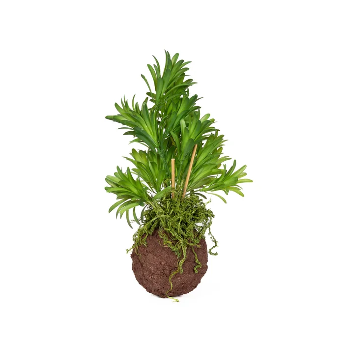 Kokedama Ball Fern 4.5″ X 14″