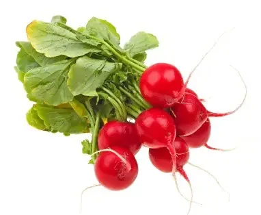 Red Bun Radish (Rpc)