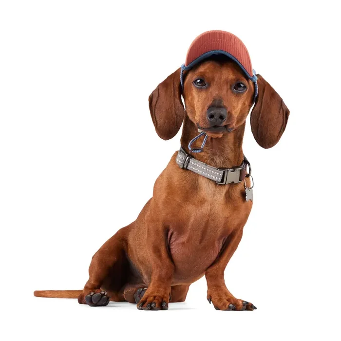 Reddy BFF Dog Hat, X-Small/Small, Navy
