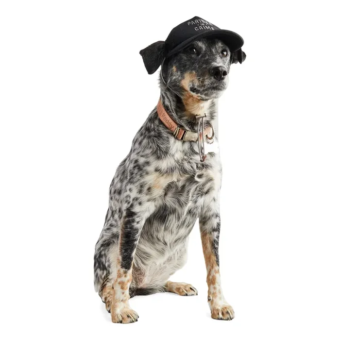 Reddy Black Partner in Crime Hat for Dogs