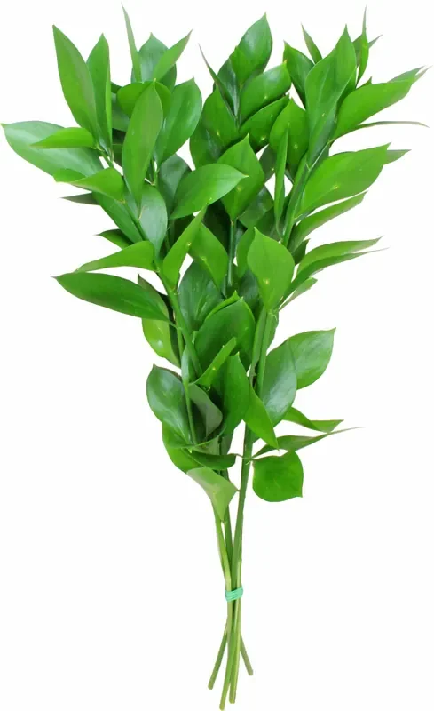 Ruscus Israeli