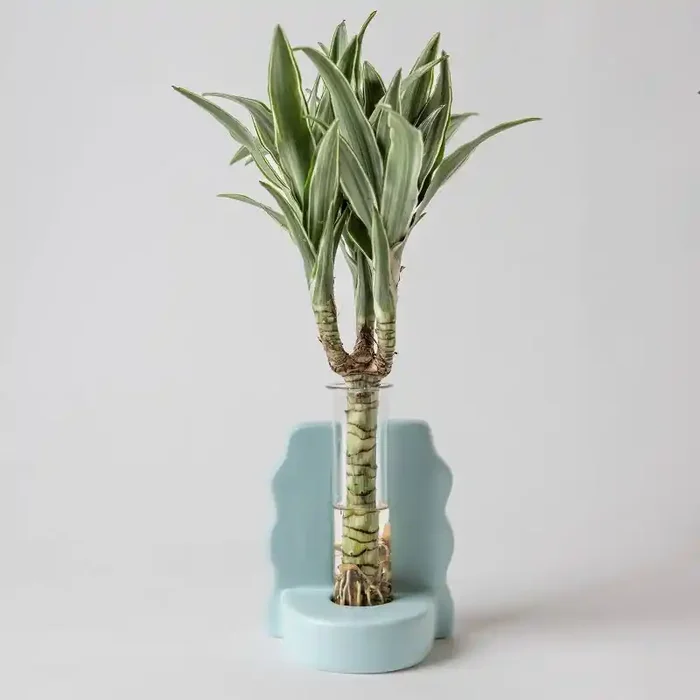 Savvy Blue – Good Little Garden™