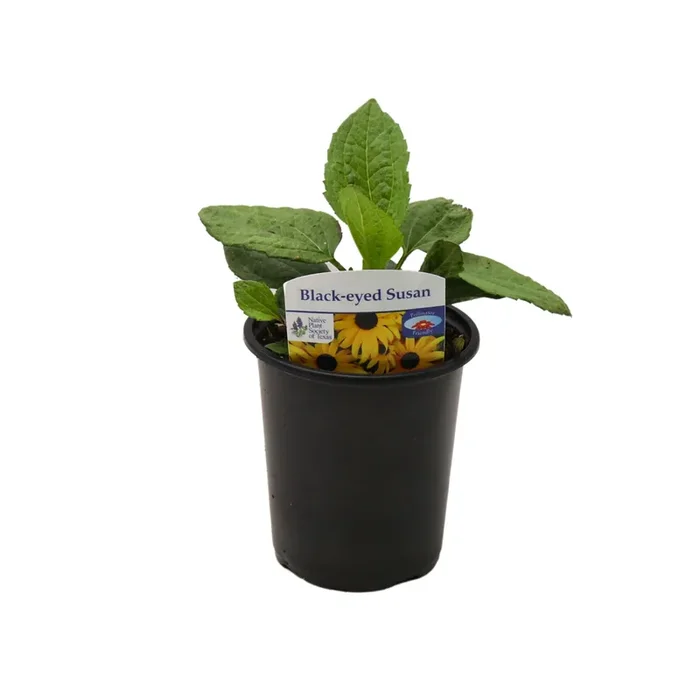 Spring Creek Growers Texas Native Black Eyed Susan